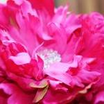 Pink Peony Hair..