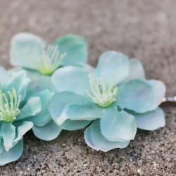 cherry blossom hair clip 'Neptune flower'